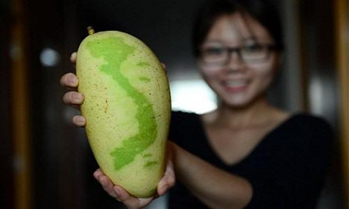 "Đến hẹn lại lên", năm nào, các loại quả lạ ngày Tết cũng được nhà vườn giới thiệu rất nhiều, với đủ mức giá và tạo hình độc đáo. Tết Bính Thân năm nay, anh Huỳnh Thanh Khoa (42 tuổi, xã Tân Thuận Đông, TP Cao Lãnh (Đồng Tháp) đã giới thiệu sản phẩm xoài in hình bản đồ Việt Nam lạ mắt.