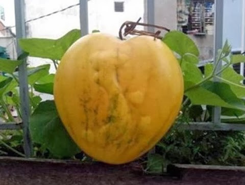 Mỗi quả dưa có trọng lượng từ 2-2,2 kg/quả. Để tạo ra những quả dưa hình dáng lạ mắt này, chủ nhân khu vườn đã phải thử nghiệm tạo khuôn, ép khuôn trên giống dưa hấu hình trái tim ba năm. Sau khi trồng 43 quả dưa, do nhiều yếu tố, nên ông Liêm chỉ thu hoạch được 3 quả thành công. Do đó, dưa hấu vàng hình trái tim in hình bản đồ chỉ được trưng bày chứ không bán.