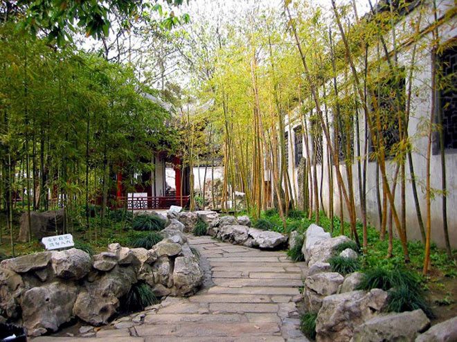 Tre là một loại cây cảnh được lựa chọn nhiều nhất khi dùng để trang trí sân vườn, hàng rào, trước cửa nhà bởi chúng là loại cây tượng trưng cho may mắn, phú quý, giúp chủ nhân làm ăn phát đạt.