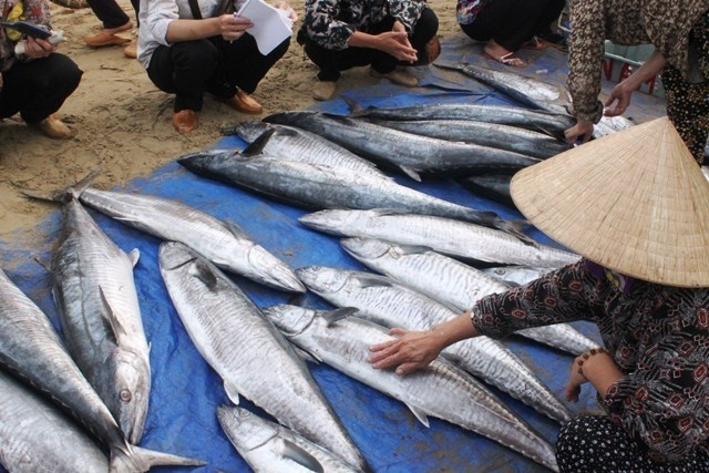 Bạn có thể ấn ngón tay vào thịt cá, nếu thấy thịt rắn chắc, đàn hồi, không để lại vết ấn là cá tươi ngon.