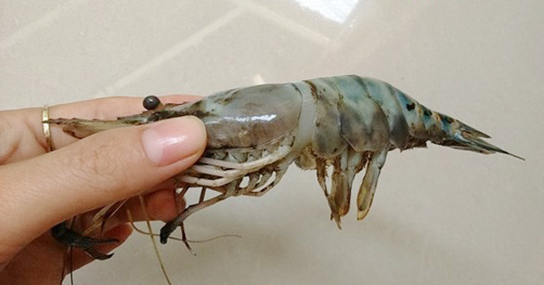 Để tránh mua tôm bơm tạp chất hoặc "ngậm" chất bảo quản, bạn không nên mua những con mình thẳng đơ. Thông thường, mình tôm mềm, cong.