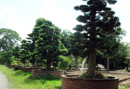 Toàn bộ cây xanh được bố trí trồng trong khuôn viên dinh thự, không ít cây có giá gần triệu đô, được nhập về từ Nhật Bản. Mỗi cây được cắt tỉa, tạo dáng theo phong cách riêng, vậy nên vẻ hấp dẫn và giá trị cũng khác nhau.