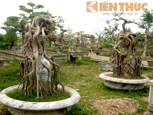 Đại gia này đã chuyển gần 700 chậu cảnh quý về Phúc Thọ - Sơn Tây, nằm trên khu đất rộng hơn nghìn m2 để tiện chăm sóc. Không ít thế cây tại vườn cảnh được tạo dáng kỳ lạ, khiến người xem trầm trồ, ngưỡng mộ.