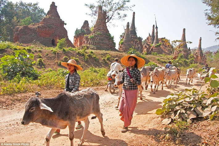 Các bé gái chăn gia súc đi qua những tòa tháp cổ đang xuống cấp gần ngôi làng Indein.
