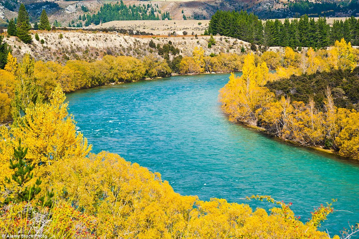 Lá cây chuyển màu vàng vào mùa thu New Zealand dọc bờ sông Clutha ở Wanaka.