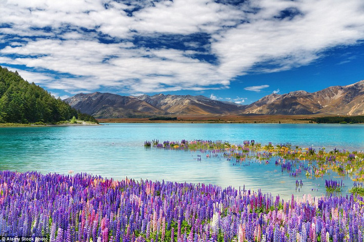 Tekapo là hồ lớn thứ hai trong ba hồ nằm tại vùng lòng chảo Mackenzie.