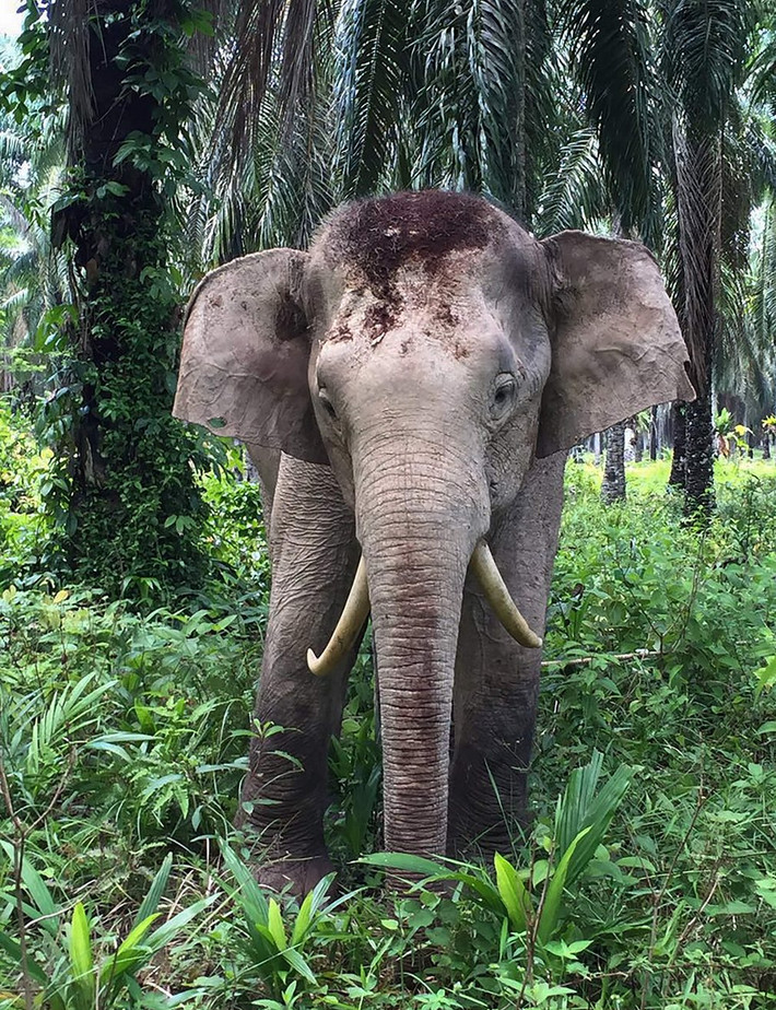 Chú voi có cặp ngà mọc cong ngược về phía sau được tìm thấy trên đảo Borneo ở Malaysia.