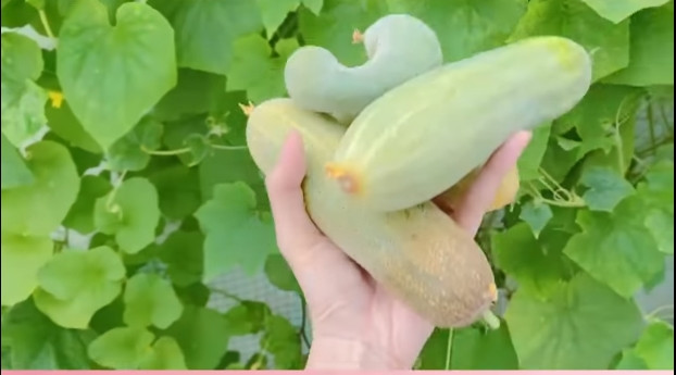 Dưa leo đầu đỏ Công Vinh thu hoạch trong vườn nhà. Ảnh chụp màn hình