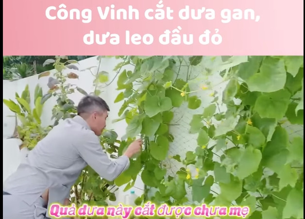 Cặp đôi còn trồng được dưa hấu, dưa gang tại nhà. Ảnh chụp màn hình
