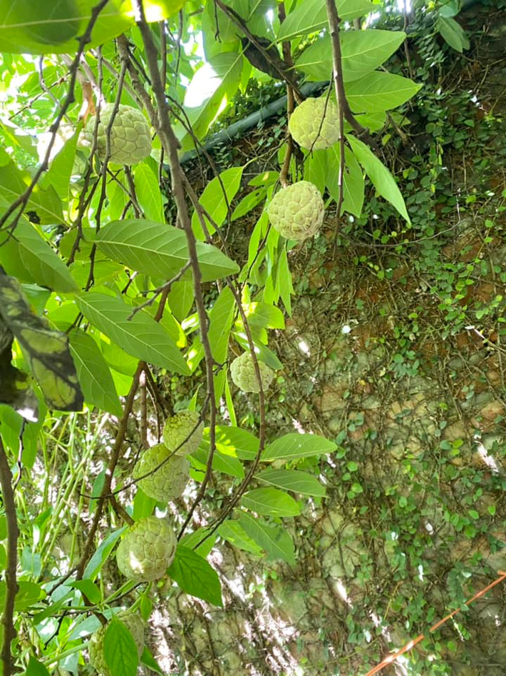 Khu vườn rộng lớn được nghệ sĩ Thanh Hoa trồng đủ các loại cây ăn trái và hoa.