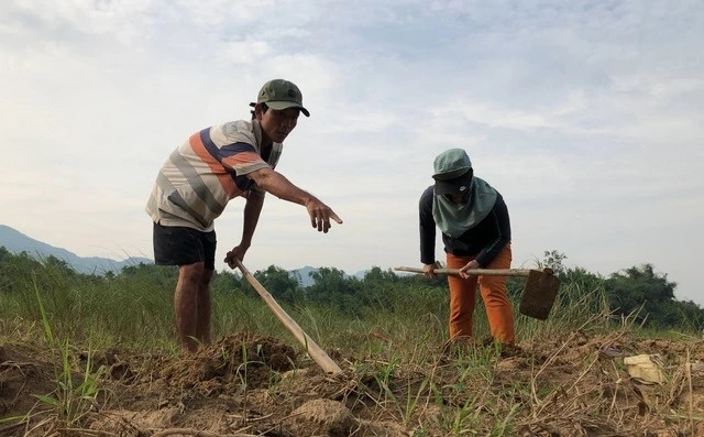 Dụng cụ đào sùng rất đơn giản chỉ một cây cuốc và một cái xô. Ảnh: Baonghean