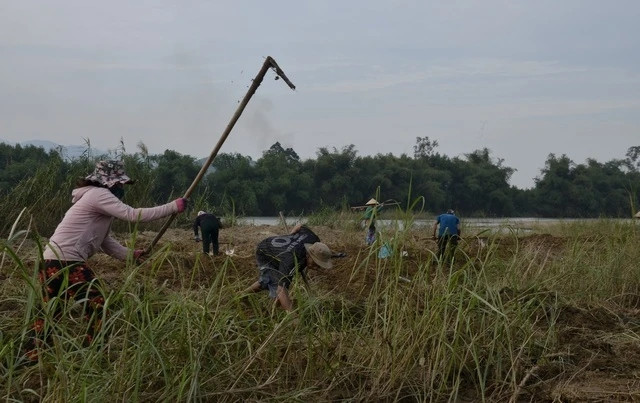 Người đào giỏi, trúng vùng có nhiều sùng đất sinh sống có thể thu tiền triệu đồng mỗi ngày. Ảnh: Baonghean