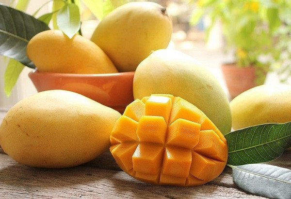 Có nguồn gốc từ xã Hòa Lộc, huyện Giáo Đức, Định Tường (nay đã đổi thành xã Hòa Hưng, Huyện Cái Bè, Tiền Giang), nhưng nay xoài cát Hòa Lộc được trồng ở nhiều nơi như Đồng Tháp, Hậu Giang, Bến Tre...Ảnh: Bộ Công thương