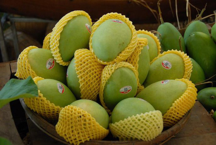 Tại siêu thị nước ngoài, giá xoài cát Hòa Lộc từ 11 - 12 USD/kg (khoảng 270.000 - 290.000 đồng/kg). Ảnh: Kinhtedothi
