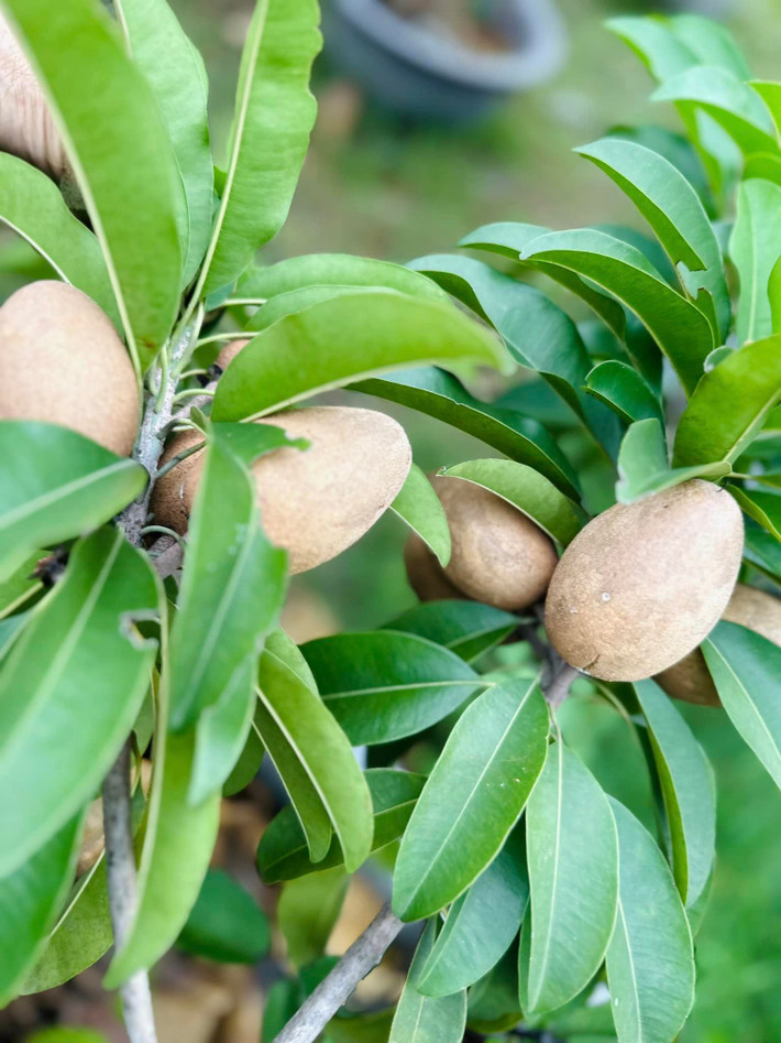 Hồng xiêm quả sai trĩu cành. Ảnh: FBNV