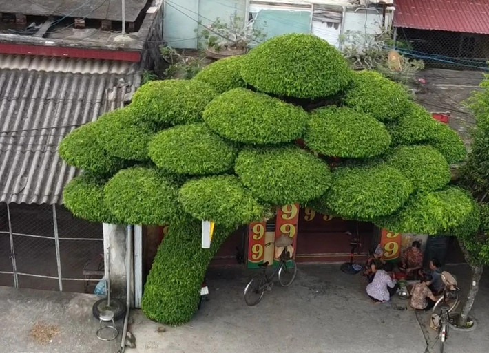 Cây sanh dáng lão cao khoảng 5m, rộng 6m. Trên cây có hơn 35 tán tròn, đường kính tán gần 1m. Ảnh: Dân Việt