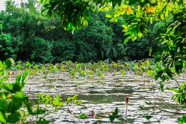 Trước nhà cụ Nguyễn Khuyến là "ao thu" tỏa ngát hương sen, mang đến khung cảnh thanh bình giữa chốn làng quê. Ảnh: Tổ quốc