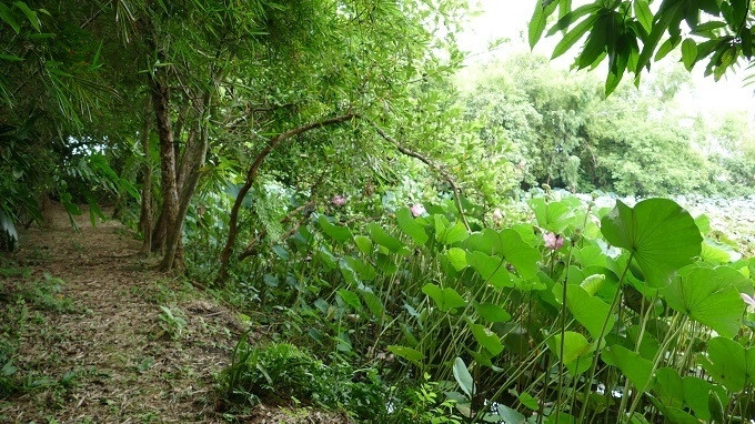 Ngoài cây nhãn, nhà từ đường Nguyễn Khuyến còn có khu vườn trồng nhiều cây ăn quả như: na, vú sữa, bưởi và các loại hoa thơm... Ảnh: Vietnamnet