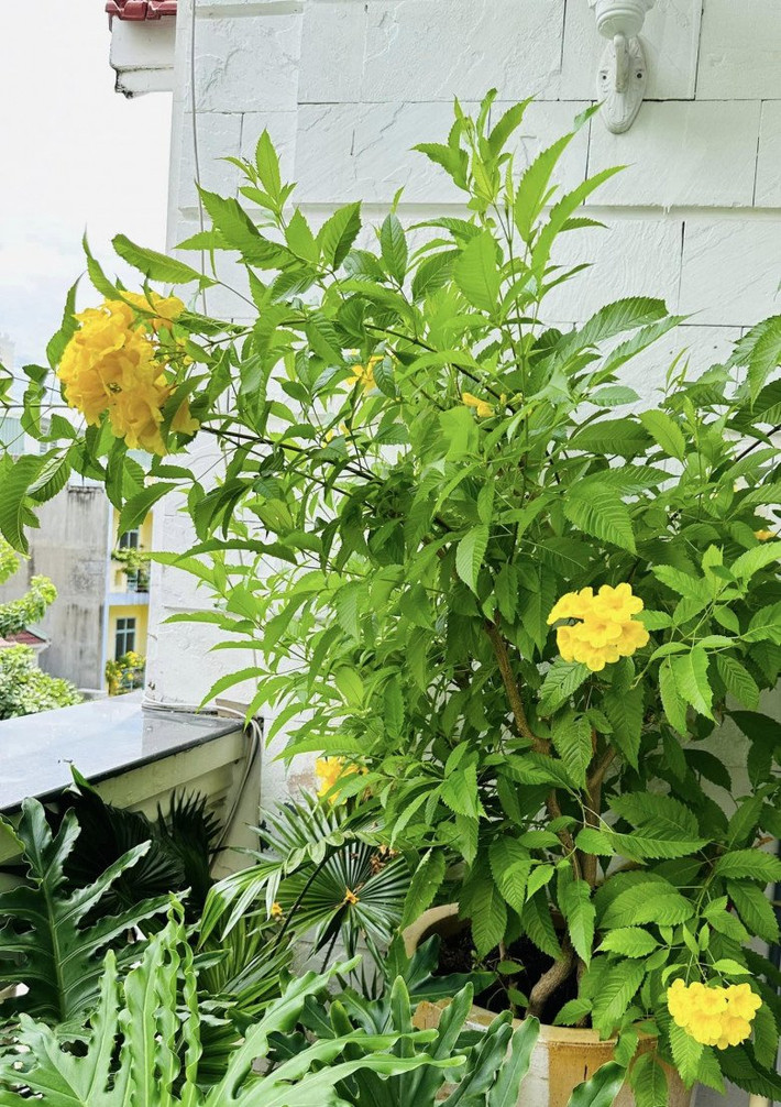 Hoa chuông vàng rực rỡ.