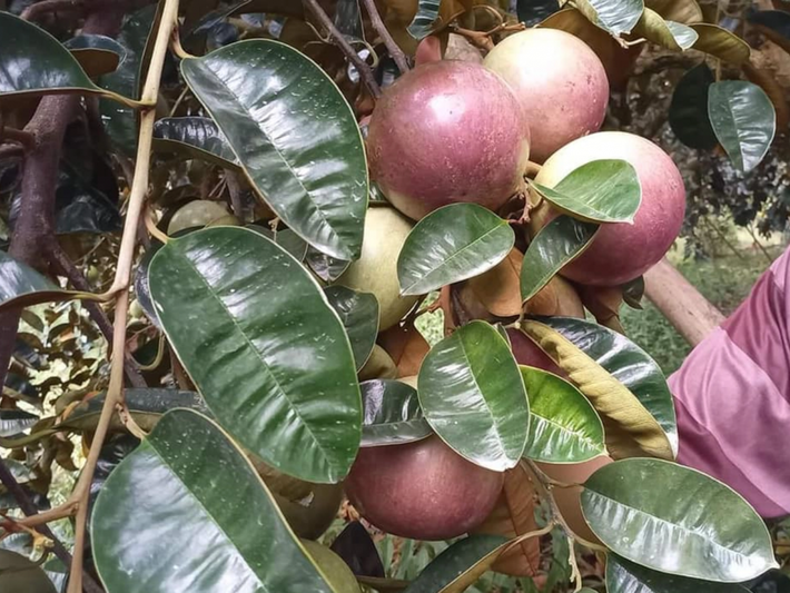 Để xuất khẩu sang Mỹ, những trái vú sữa phải được phát triển tại vùng trồng đạt tiêu chuẩn. Ảnh: Thời Đại