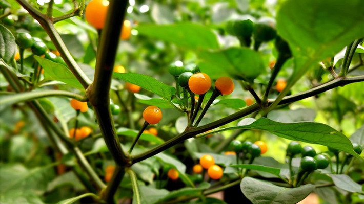 Ngoài bán ớt tươi, các nhà vườn ở Việt Nam còn bán cây giống và đưa lên chậu làm cây cảnh. Ảnh: Facebook