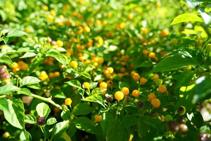 Thông thường, cây ớt Aji Charapita sẽ cho quả sau 90 ngày tuổi. Cây có tuổi thọ lên đến 10 năm. Ảnh: Pepper Geek