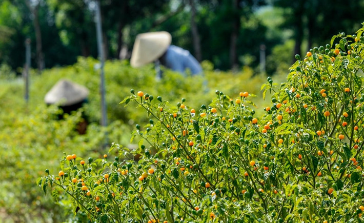 Vài năm trở lại đây, ớt Aji Charapita được trồng nhiều tại Việt Nam. Thậm chí, nhiều nông dân còn trồng loại ớt này trên diện rộng. Ảnh: VTC