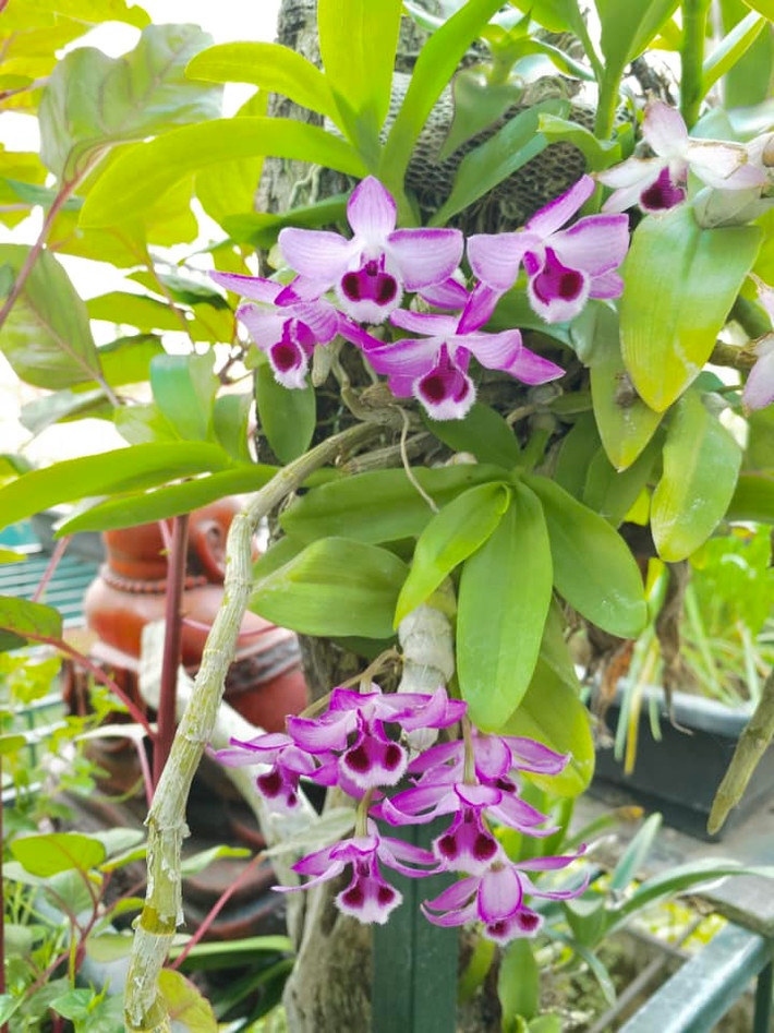 Các loại lan đua nhau khoe sắc.