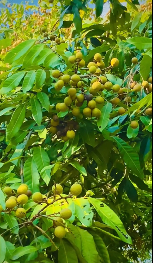 Đạo diễn Hiếu Vick khoe nhãn lồng Hoà Bình được nuôi trồng sạch như nhãn rừng.