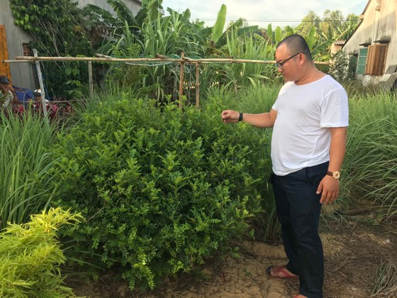 Cây sọ chó có tuổi thọ trung bình từ 2-3 năm. Do đó, người trồng có thể thu hoạch lá trong suốt quãng thời gian này trước khi trồng tạo cây mới. Ảnh: SGGP