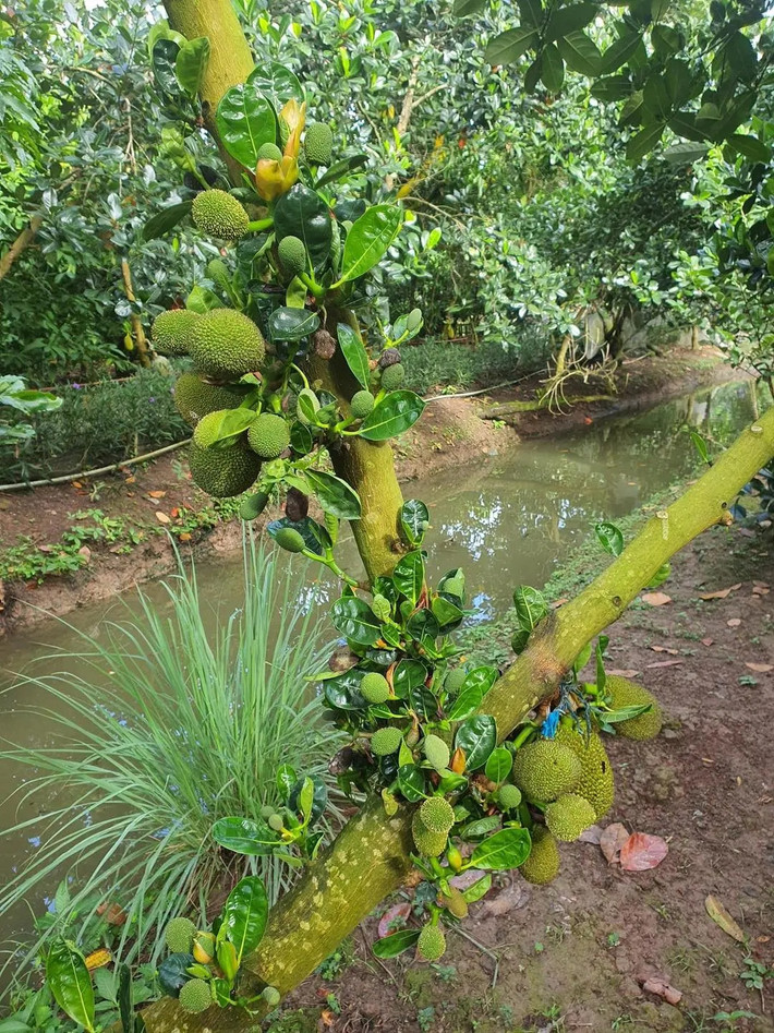 Trong khu sinh thái của Vân Trang còn có trải nghiệm tự tay hái mít và câu cá. Nguồn ảnh: FBNV, Garden Ville