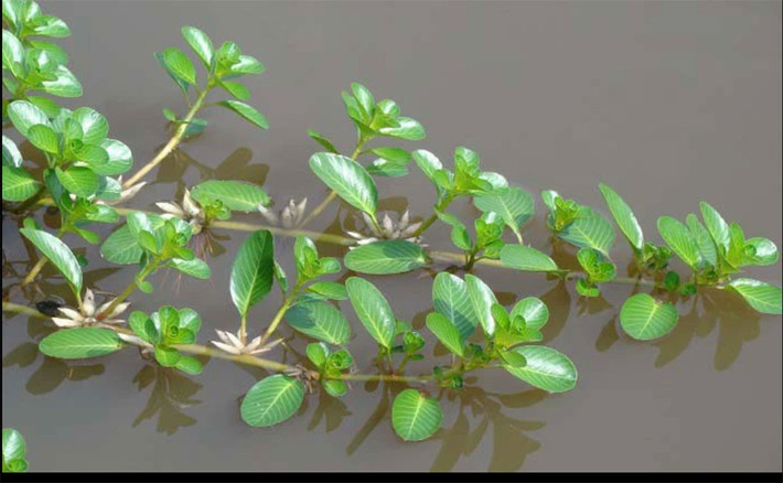 Rau dừa nước vốn là loại cây phổ biến ở các vùng nông thôn Việt Nam. Loại rau dại này rất dễ phát triển, không cần chăm sóc cũng mọc tua tủa, nhất là vào mùa mưa. Ảnh: ĐSPL