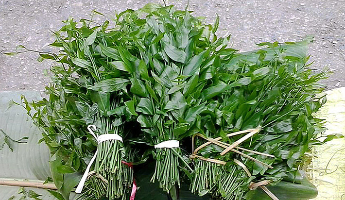 Rau sắng (hay ngót rừng) thường mọc trên những vách đá của vùng núi cao phía Bắc. Người dân thường dùng để nấu canh, luộc hoặc xào... Ảnh: Hanoimoi