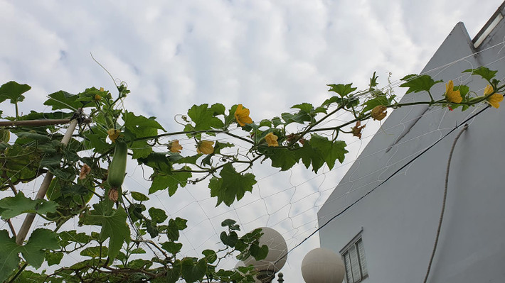 Giàn mướp đang trổ hoa và đậu quả.
