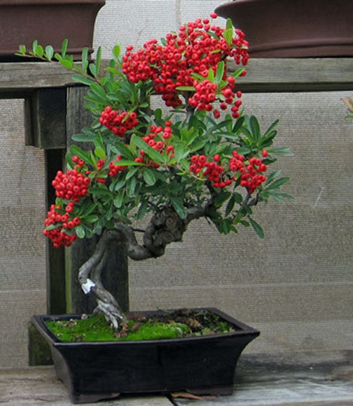 Ngoài ra, táo gai bonsai cũng đang gây "sốt" trên thị trường với giá từ vài trăm đến hơn triệu đồng. Ảnh: Facebook