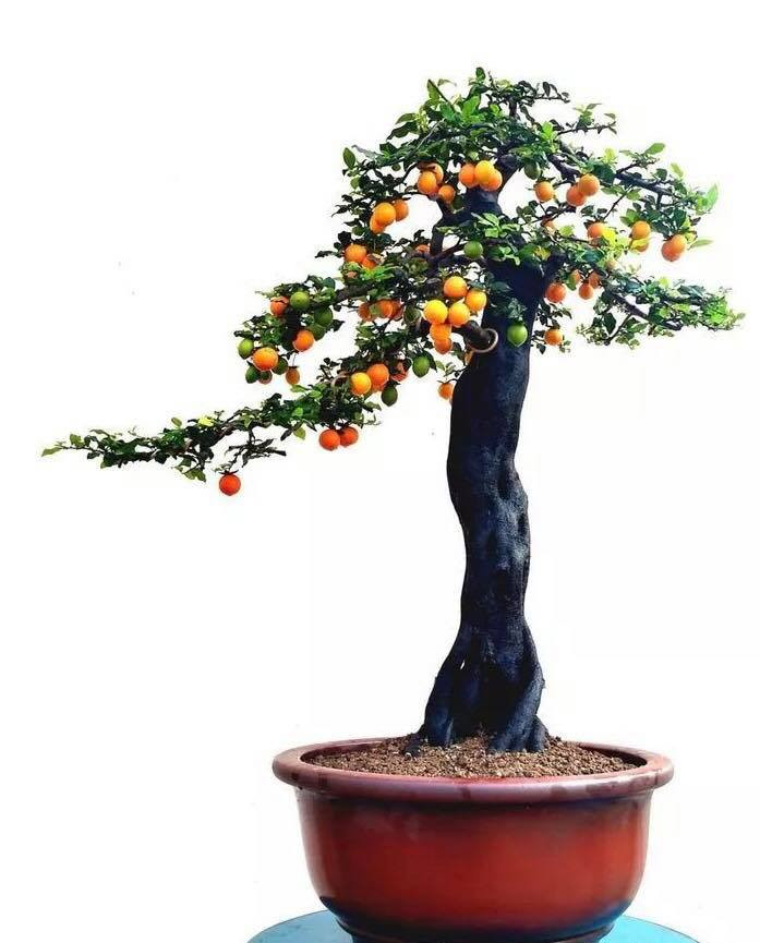 Giá của loại cây này đắt là bởi cây mọc thành rừng, tượng trưng cho sự đoàn kết, tương trợ lẫn nhau. Ảnh: Facebook