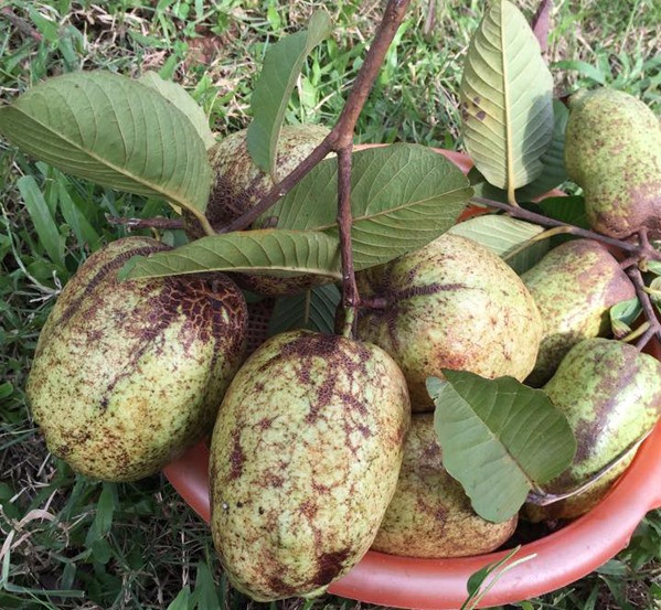 Khu vườn có đủ loại cây ăn quả như ổi, đu đủ, bưởi diễn, xoài, khế...