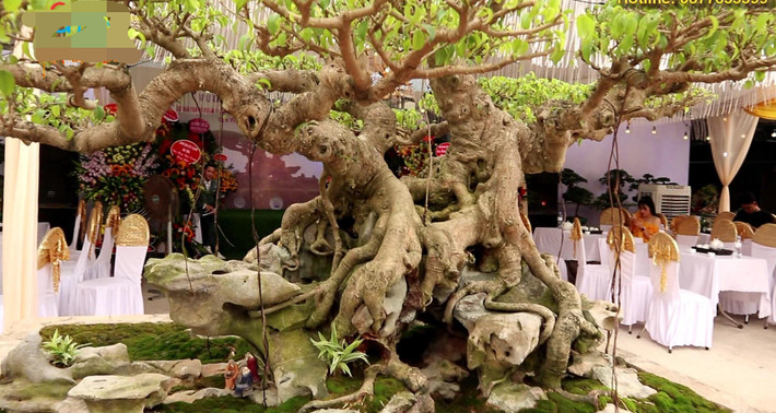 Để được chiêm ngưỡng vẻ đẹp "hiếm có khó tìm" của cây sanh cổ nhiều người vượt hàng trăm km để tới tham quan. Ảnh: Nghethuatvabonsai