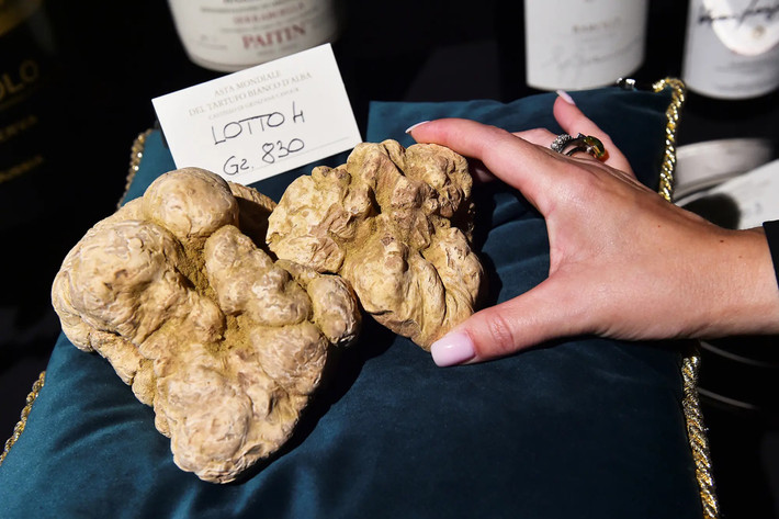 Nấm truffle thuộc chi Tuber, là một chi nấm có khoảng 185 loài. Hầu hết các loài này tồn tại ở Bắc bán cầu và chỉ một số ít được đánh giá cao về mặt thương mại. Ảnh: Reuters
