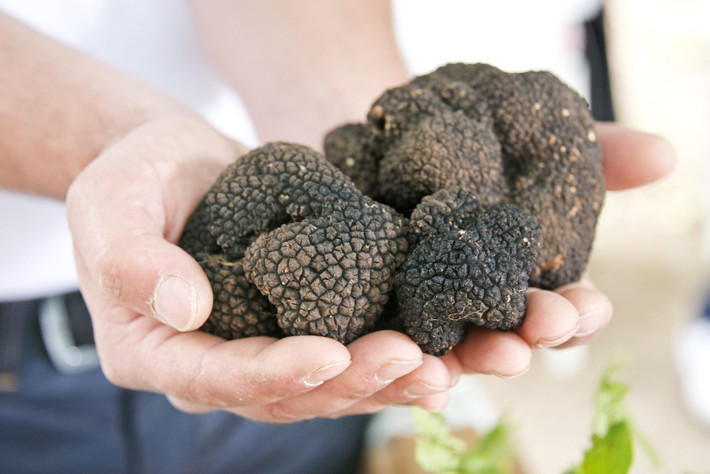 Nấm truffle phát triển mạnh ở vùng khí hậu Địa Trung Hải và có thể mất khoảng 7 đến 10 năm để nấm trưởng thành, đơm hoa kết trái nên vẫn còn khan hiếm và đắt đỏ. Ảnh: Reader's Digest