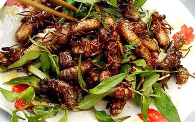 Ve sầu cũng là đặc sản mùa hè được dân nhậu ưa thích dù có thời điểm giá lên tới nửa triệu đồng/kg. Ảnh: Facebook