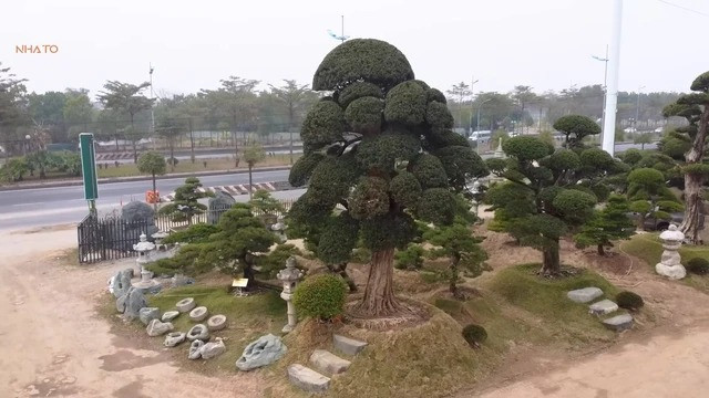 Cây tùng có tuổi đời lâu nhất trong vườn đã tồn tại 700 năm, được nhập về từ tỉnh Chiba, Nhật Bản. Chu vi vòng gốc của cây khoảng 330 cm.