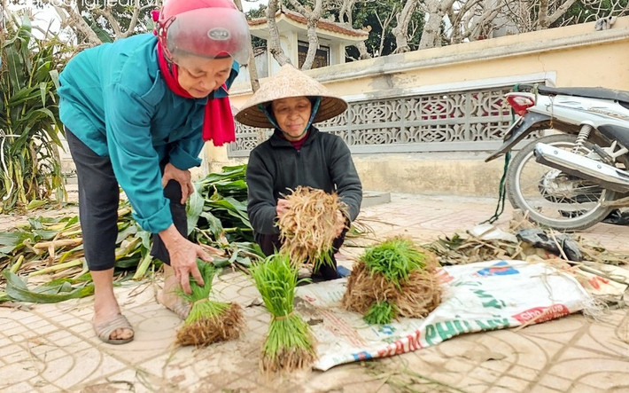 Người bán lúa non thời điểm này là do cấy lúa trong ruộng quá dày nên phải tỉa bớt. Tiếc công sức bỏ ra nên họ bó thành từng bó đem bán cho người cần. Ảnh: Baonghean