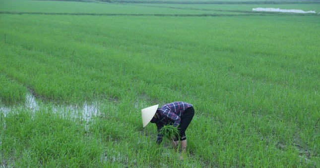 Có người chỉ mua vài ba bó, nhưng cũng người mua cả bao mới đủ để dặm ruộng. Ảnh: Tiền phong