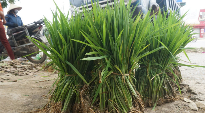 Người bán bày những bó mạ lấy ra từ trong bao tải rồi đặt ngay bên đường. Người ngang qua có nhu cầu ghé vào chọn, "thuận mua vừa bán" là cười nói vui vẻ. Ảnh: Dân Việt
