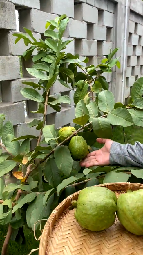 Nhờ chăm sóc cẩn thận, tất cả cây trái từ xoài, mận, ổi… đều sai trĩu quả. Ảnh: FBNV
