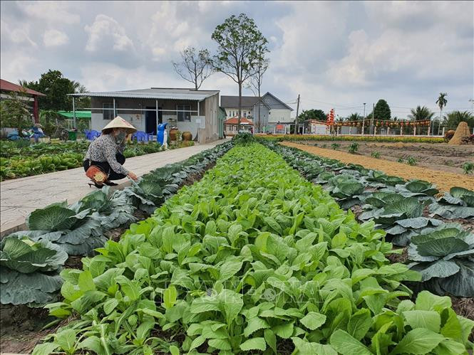 Vườn rau làm quà cho khách mang về. Ảnh: Baotintuc
