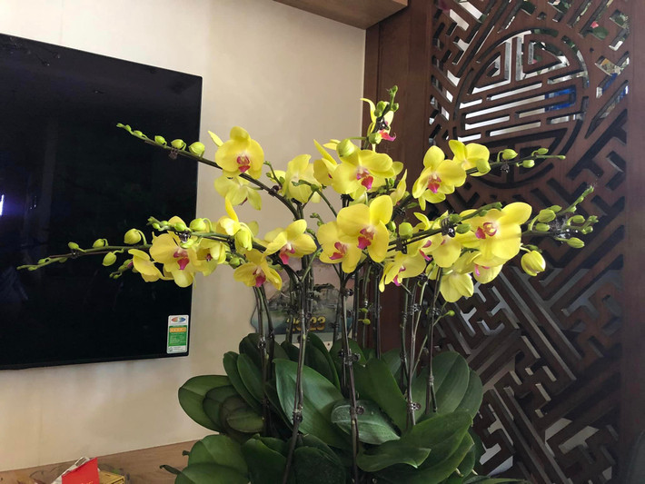 Chậu lan lớn tô điểm cho phòng khách. Nguồn ảnh: FBNV