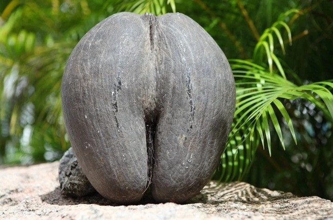 Trái dừa Coco de mer ở Ấn Độ mang hình hài giống hệt vòng 3 của phụ nữ, thậm chí kích thước cũng tương đương. Ảnh: Amusing Planet
