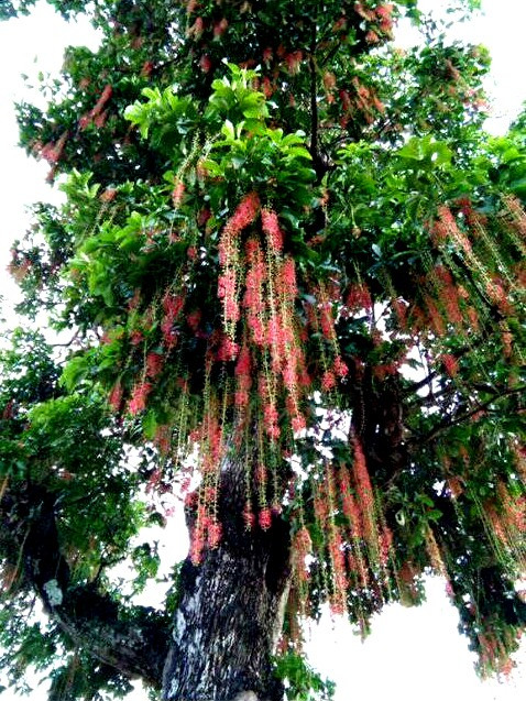 Vào khoảng tháng 4, hoa lộc vừng sẽ nở rực rỡ từng chùm đỏ thắm. Ảnh: Baonghean